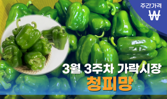  [경매사 주간보고] 가락시장 3월 3주차 청피망 경매동향을 알아봅니다!