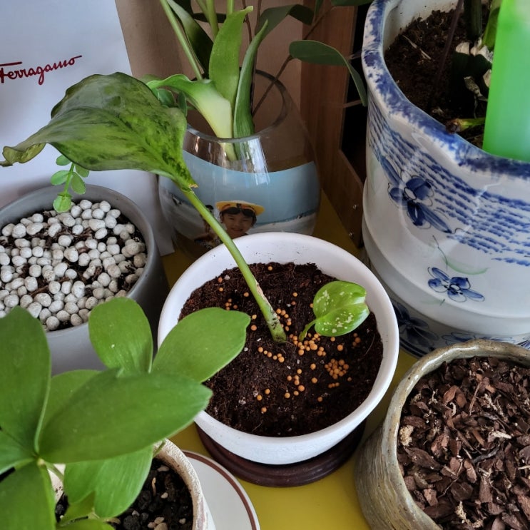  SSG 새벽배송 에코 아이스팩 먹고 죽다 살아난 스노우 사파이어 2 - 물꽂이에서 흙꽂이로 돌아간 기록