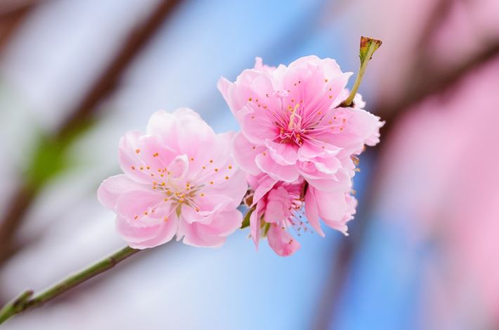 봄꽃 4월 탄생화 꽃말 알아보기
