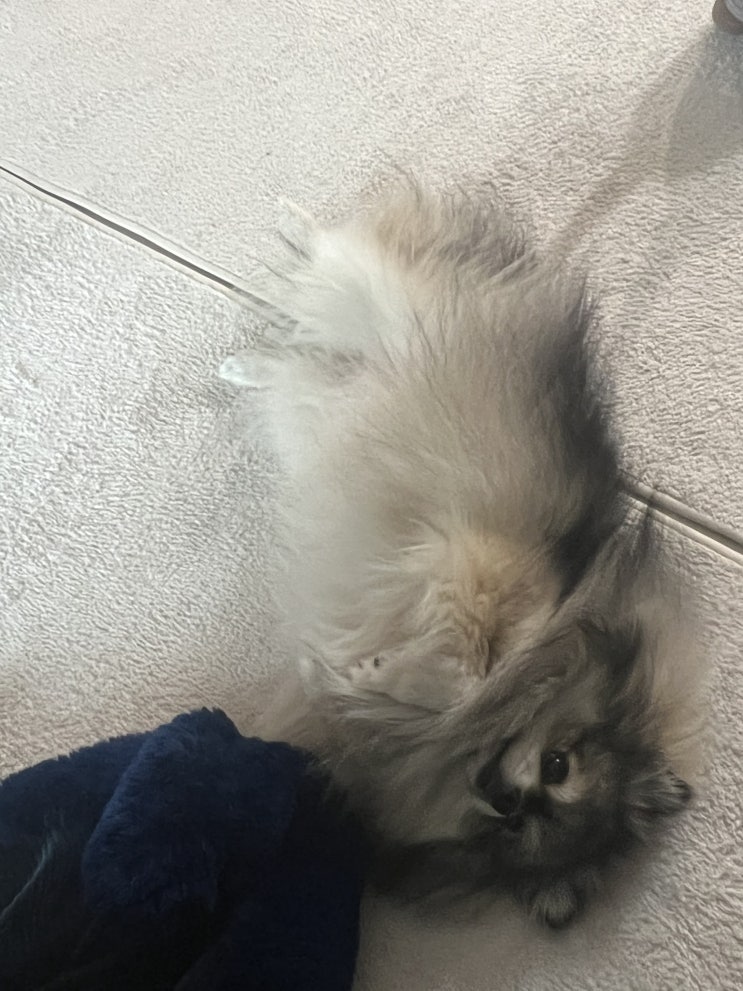  애교쟁이 꾸꾸