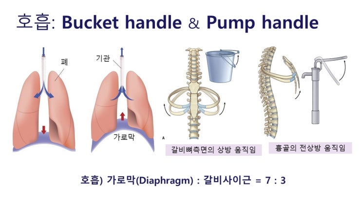  호흡근육(가로막과 갈비사이근), 환기효율과 폐포환기량