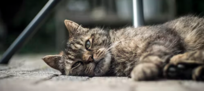 고양이 혈뇨, 피오줌의 원인과 해결방법 및 예방법
