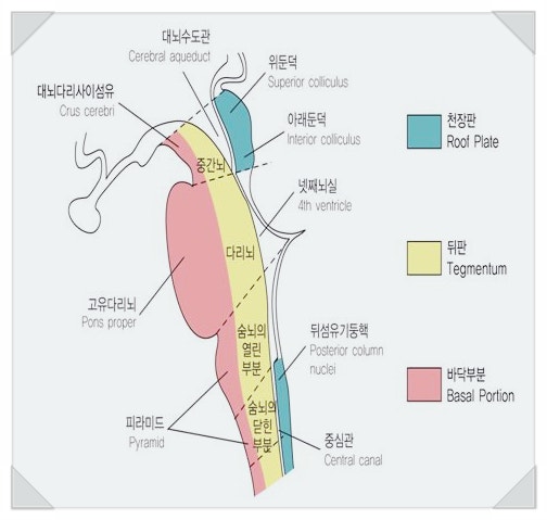 뇌줄기, brainstem : 네이버 블로그