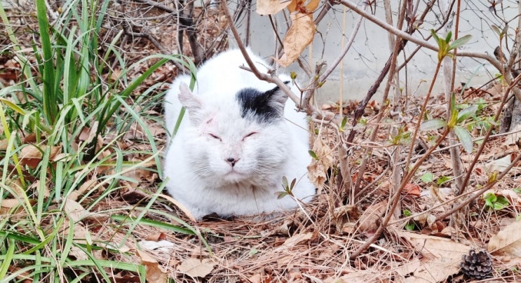  식빵 자세로 앉아 기다리는 회사 앞 고양이