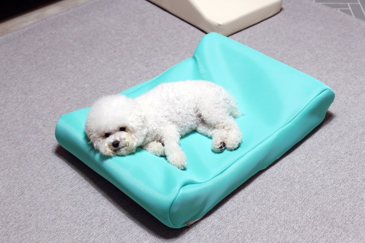  강아지방석 시원한 애견쿨매트 방석 다비팻에서 준비해요