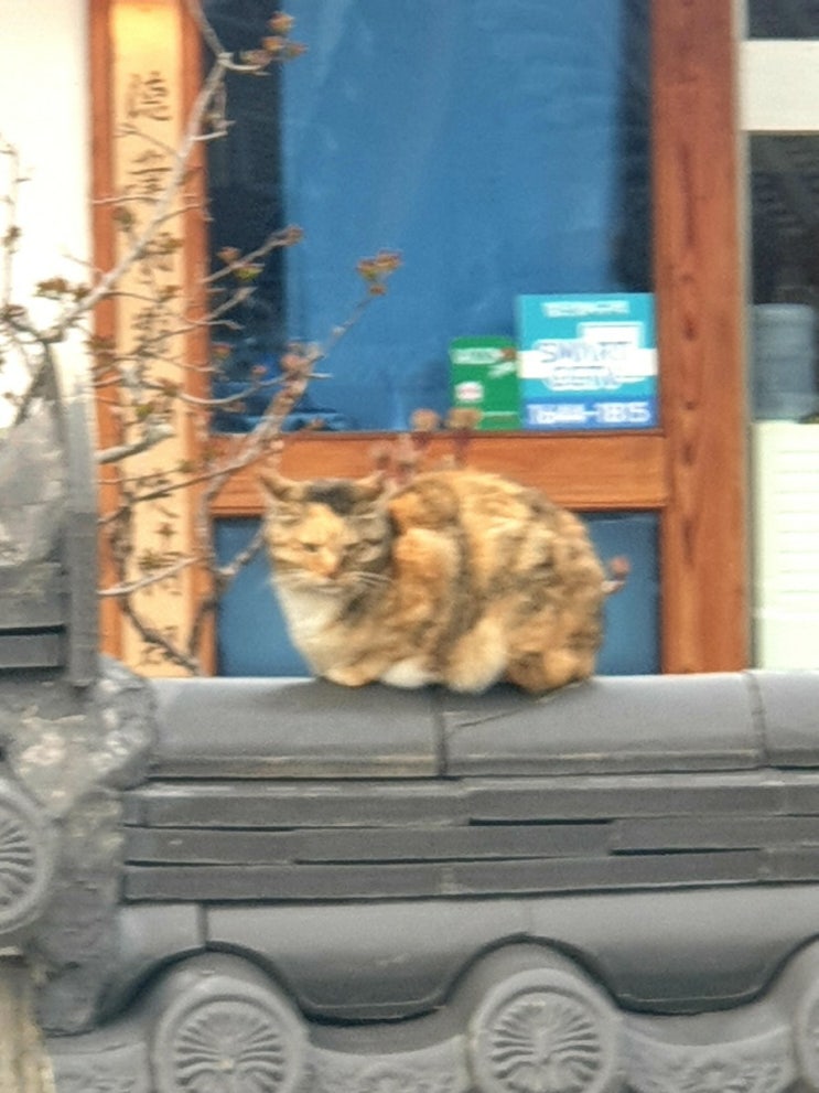  담장 고양이