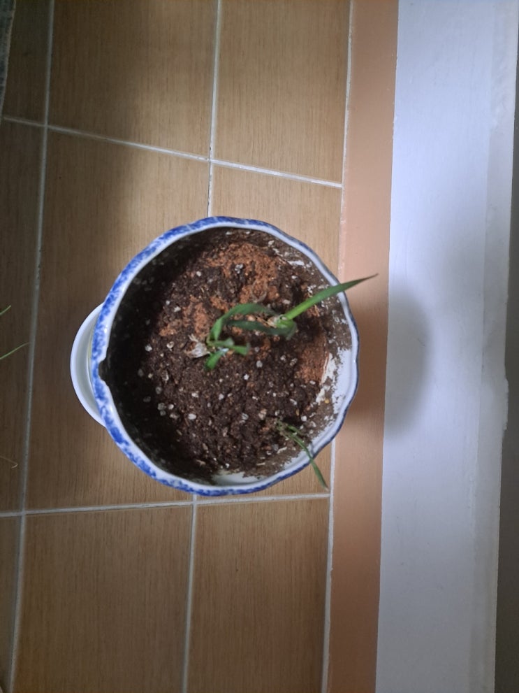  식물 집사