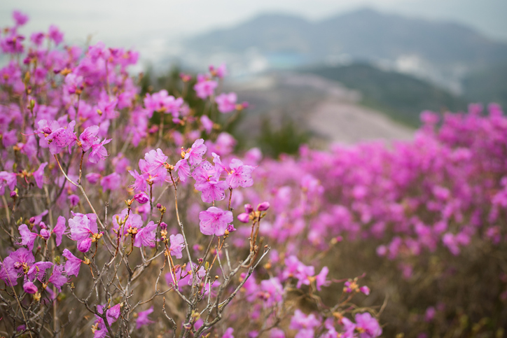 4월이 되면 핑크빛으로 물드는 천주산 진달래꽃
