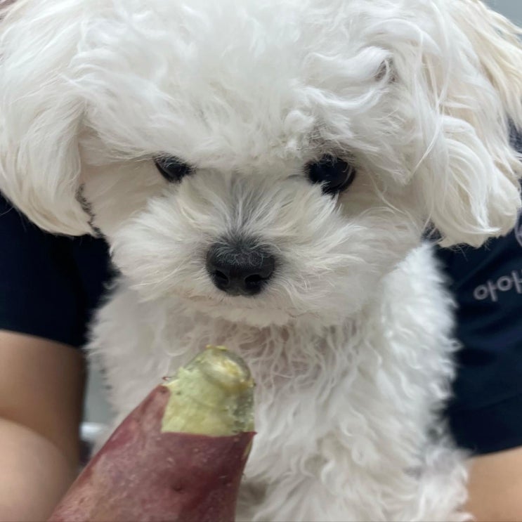  강아지가 밥을 안먹어요 원인 해결 방법 군산동물병원