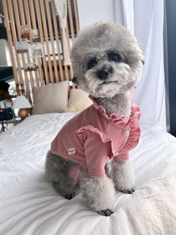  강아지 방귀 냄새 지독한 원인과 자주 끼는 이유 알아보기 :)