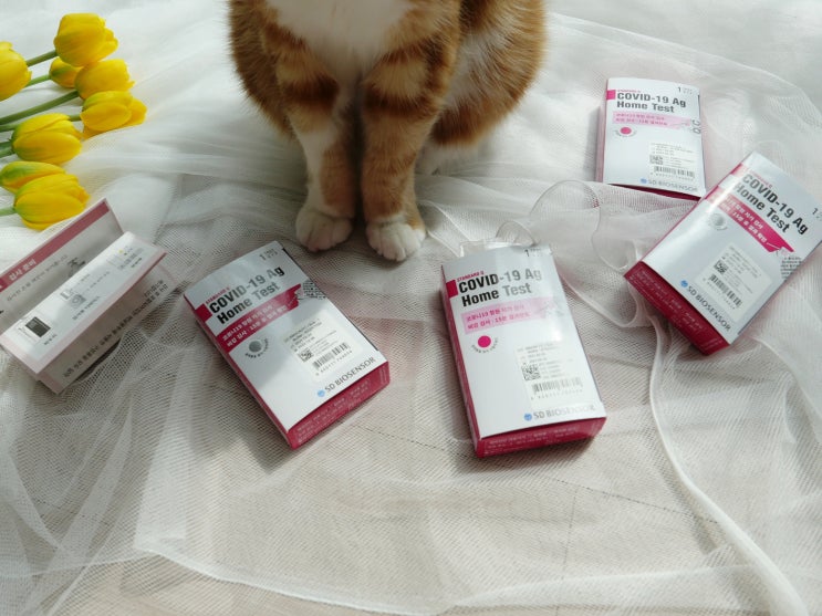  고양이, 강아지 코로나 안전할까? 반려동물 검사와 건강 관리 방법