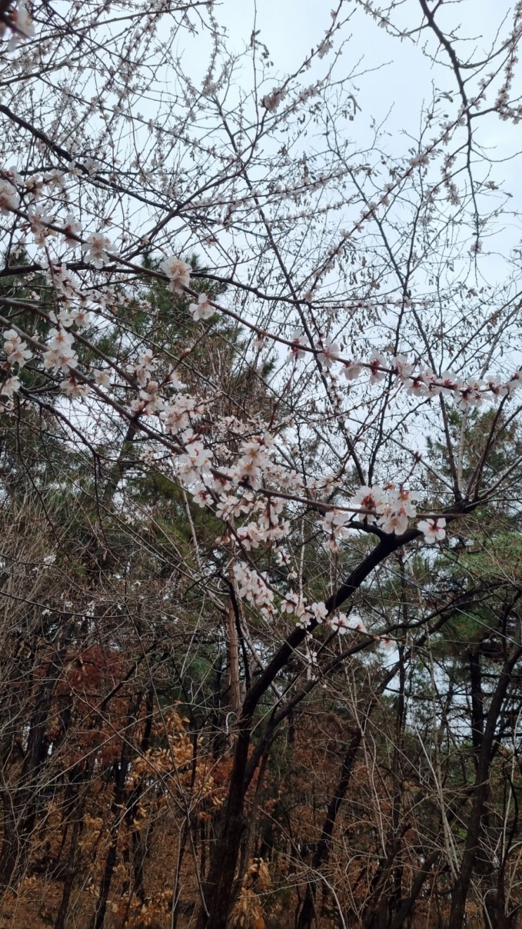  두류공원 산책길(3/17일 개화 상태)