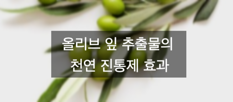  올리브 잎 추출물은 어떻게 무릎 통증을 완화시킬 수 있는가?