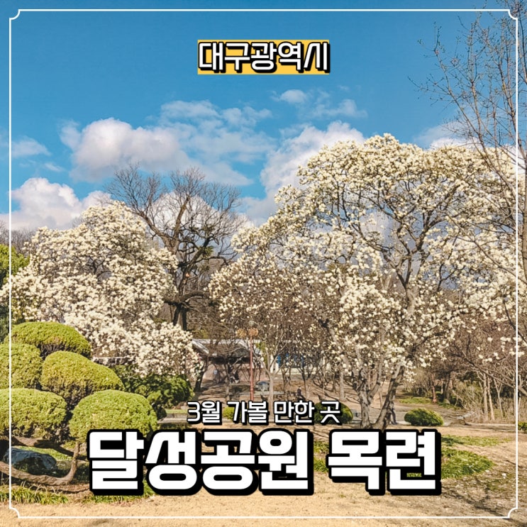  [대구광역시] 중구 가볼 만한 곳, 대구 달성공원 목련