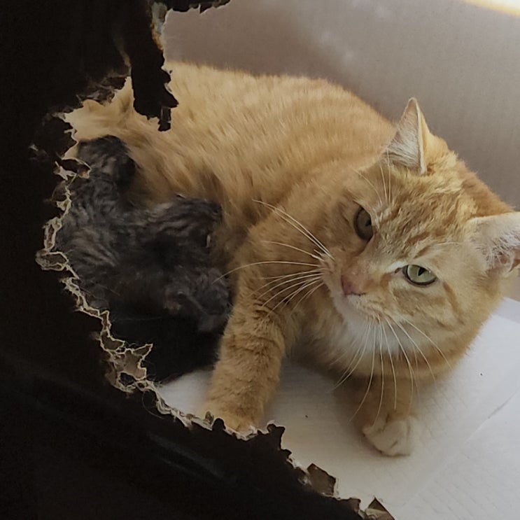  임보고양이 출산기 네 마리 꼬물이 천사들을 만나다