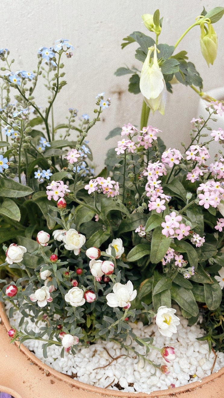 종이꽃과 핑크 물망초...오늘도 - 정원일기