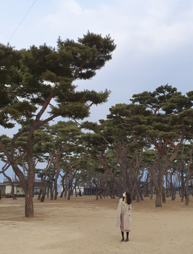 춘천 카페 소울로스터리 드라이브 하기좋은 소나무밭 카페 옥수수 커피 추천