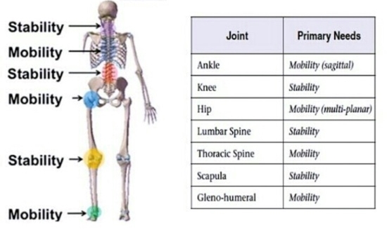 허리통증 개선을 위한 고관절 움직임 향상