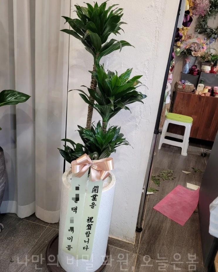  오늘은봄 인천꽃배달 중구 경동 용동 인현동 꽃집 당일전국꽃배달 콤팩타 인천개업화분 인테리어식물 거실에두기좋은 입주선물