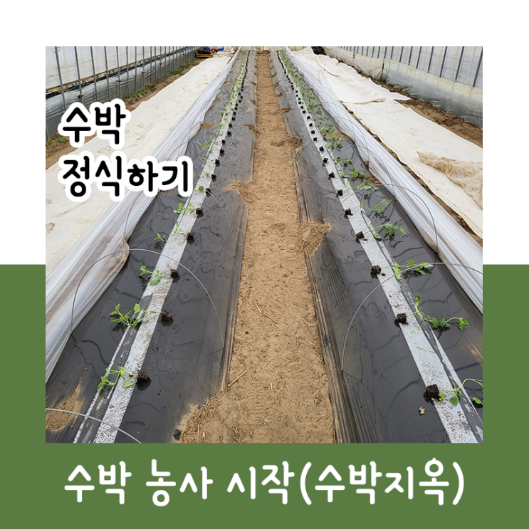  수박 정식하기_220317