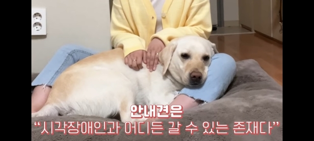 “한숨만…” 또 시각장애 안내견 식당 출입 거부에 분노 “한숨만…” 또 시각장애 안내견 식당 출입 거부에 분노