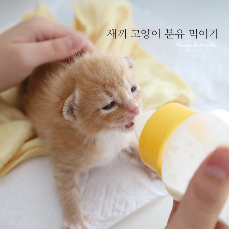  새끼고양이 분유 먹이기, 준비물 (생후 2주 차)