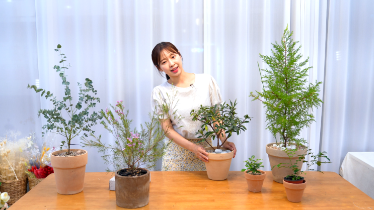  봄에 키우기 좋은 천리향 서향