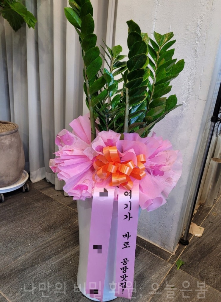  오늘은봄 대전꽃배달 서구 관저동 괴정동 내동 꽃집 당일전국꽃배달 금전수 돈나무 대전화분배달 돈들어오는 개업선물 대박나세요!