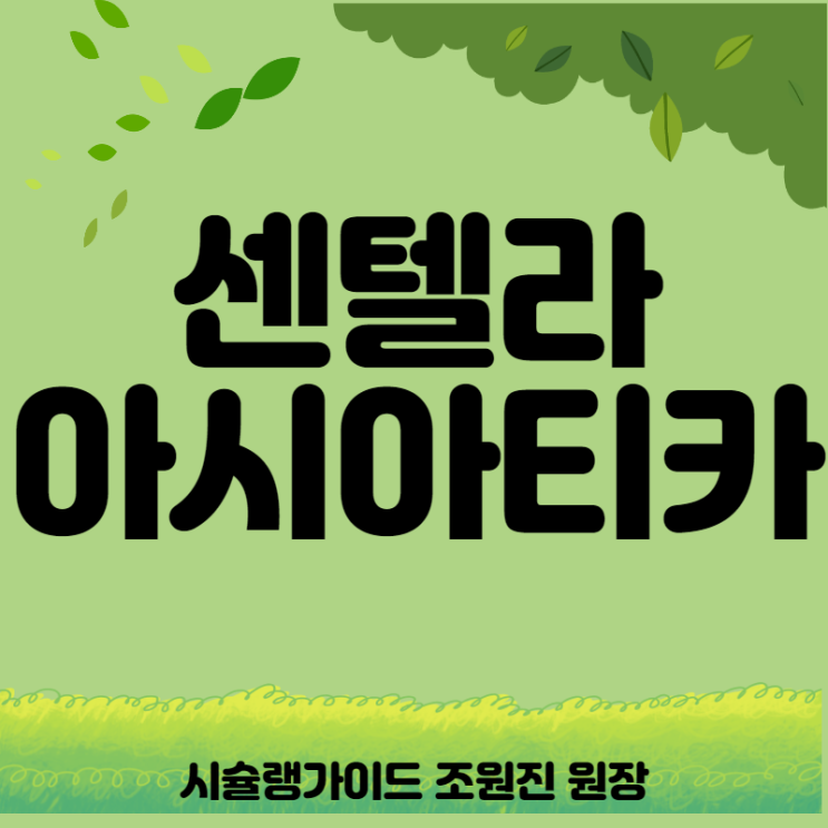 센텔라 아시아티카: 호랑이풀~치유와 재생