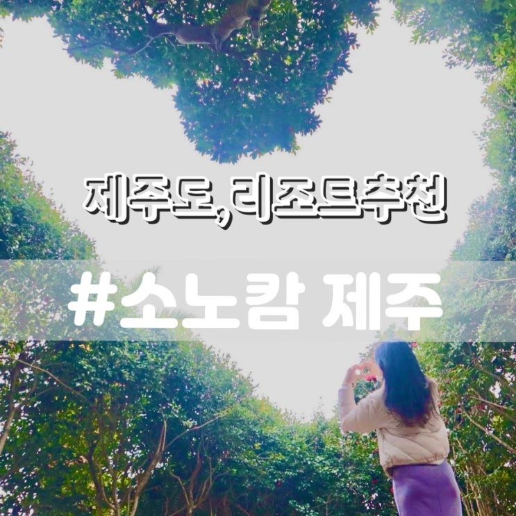  소노캄제주 하트나무 포토존/ 소노캄제주수영장 및 부대시설