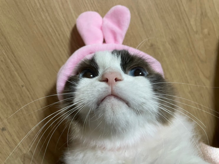  오랜만에 루루 인사드려요~