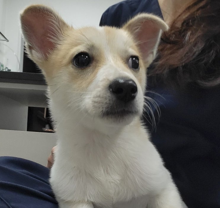  강아지 코로나 증상과 치료