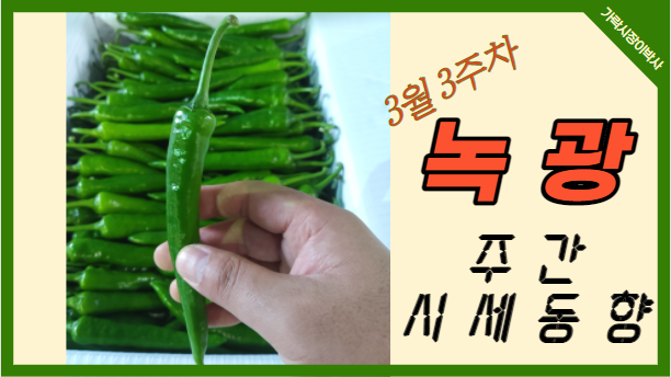  [경매사 주간보고] 가락시장 3월 3주차 녹광 경매동향을 알려드려요!