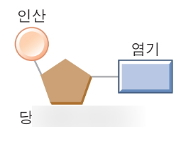  핵산의 구조와 역할