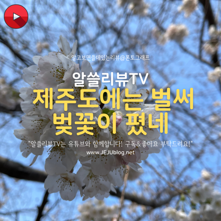  제주도 벚꽃이 벌써? 제주시 종합경기장 벚꽃 소식!