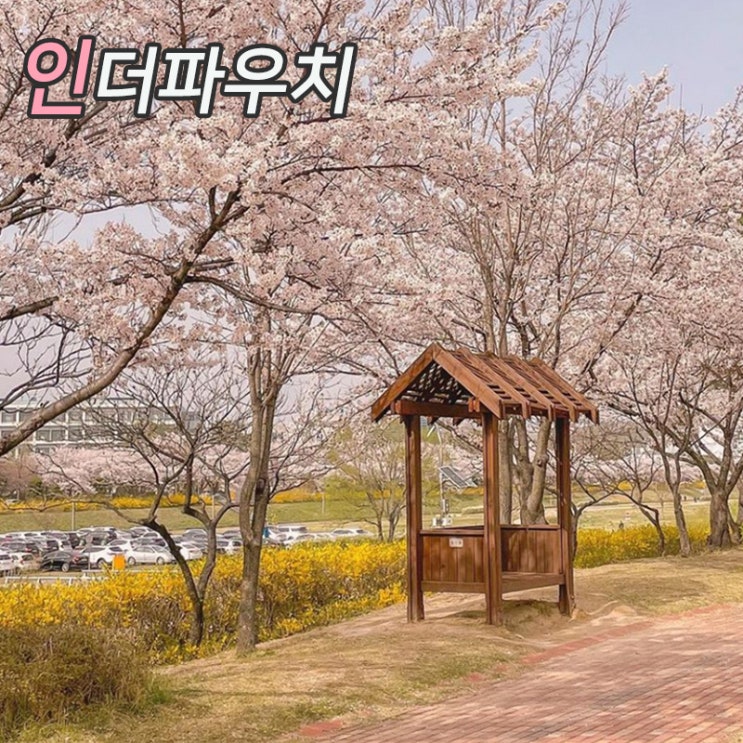  커플에게 추천 대전 벚꽃 명소 갈때 콘돔을 꼭 준비하세요