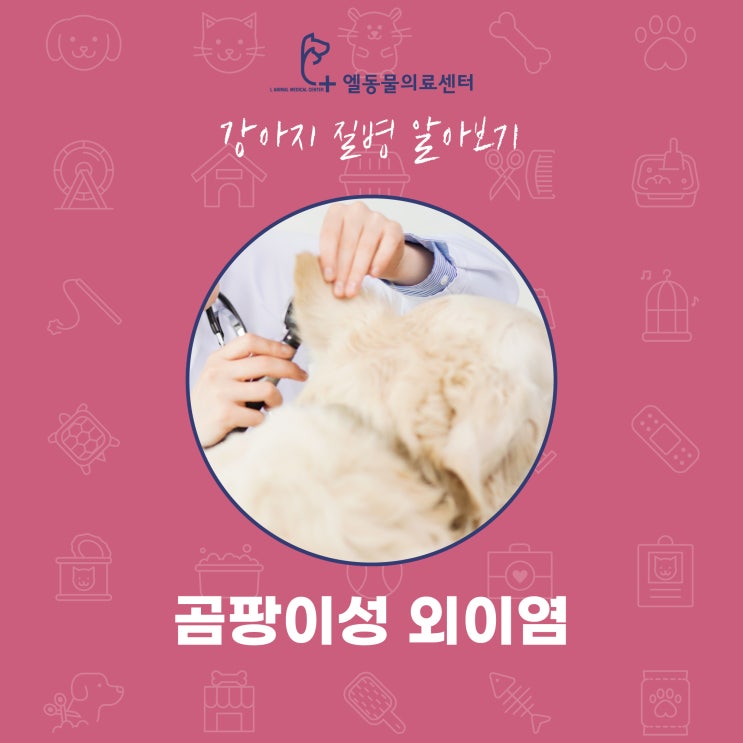  부산 곰팡이성 외이염 알아보기 엘동물의료센터 강아지 질병