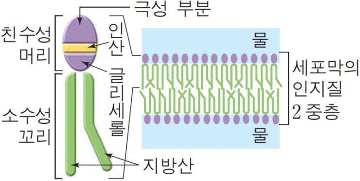  지질의 구조와 역할