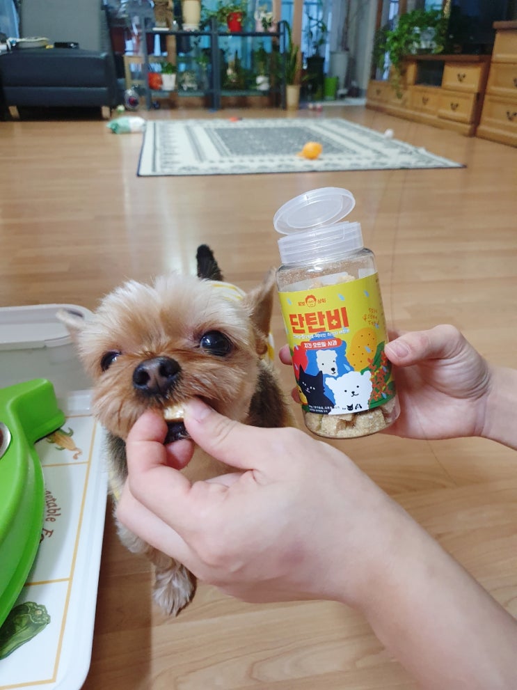  강아지 간식 맛있는 털보상회 단탄비