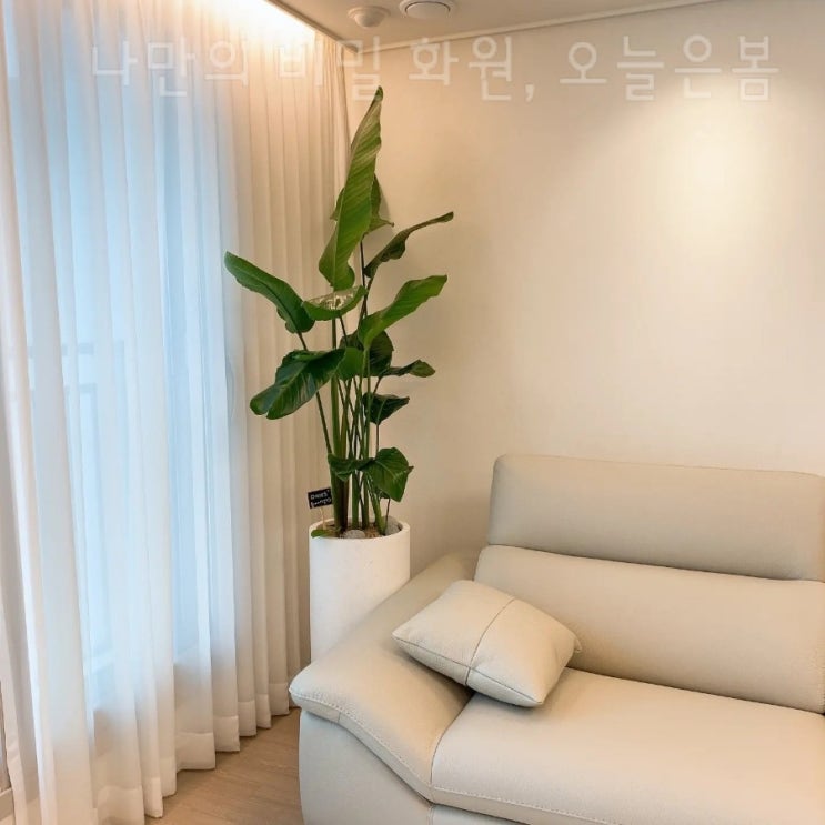  오늘은봄 대구꽃배달 중구 중앙로 대구역 대구시내 꽃집 당일전국꽃배달 여인초 극락조 대구화분배달 거실 집들이 입주 인테리어화분