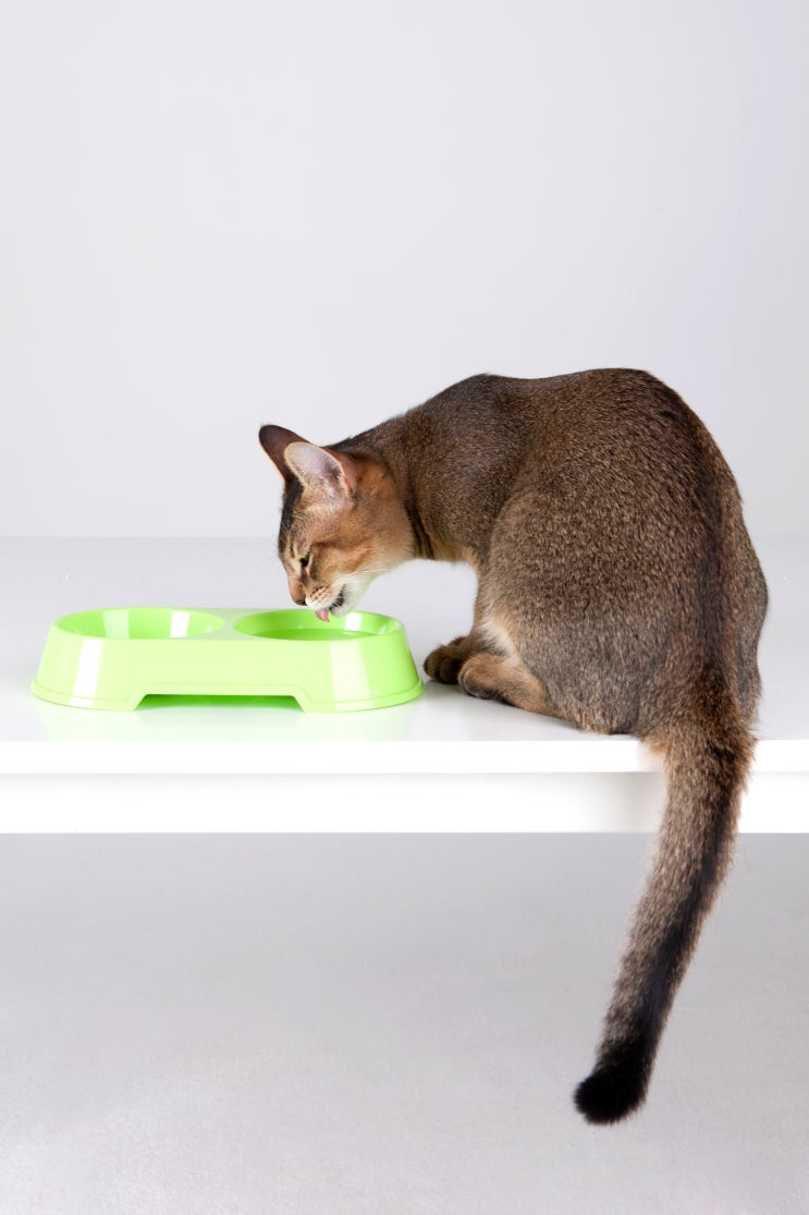 고양이 음수량 늘리는 방법 부산 엘동물의료센터 고양이 이야기