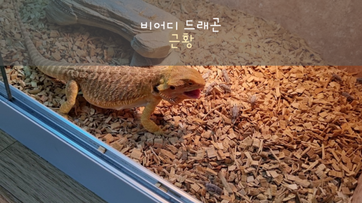  비어디 드래곤 근황