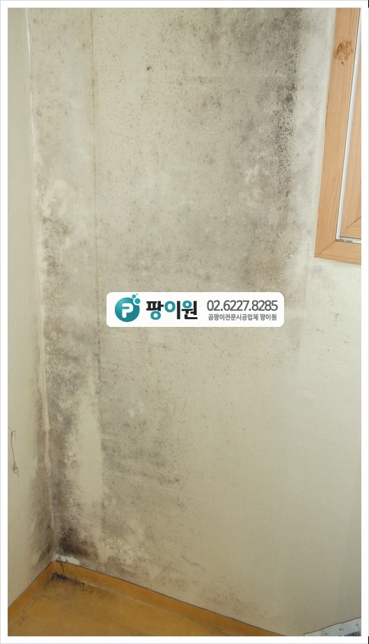  창문 벽지 곰팡이제거? 결로현상 때문에?