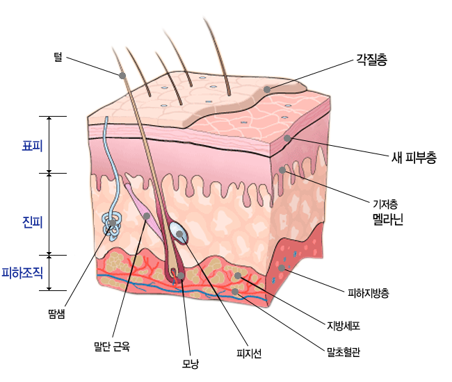  햇빛을 받으면 왜 피부가 검게 탈까?