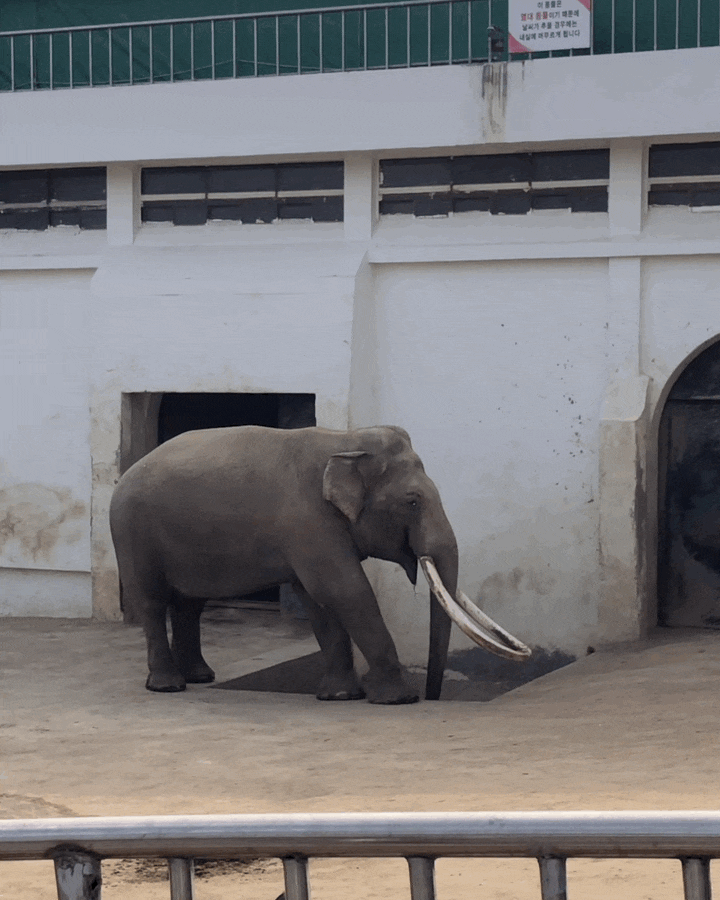 [대구 달성 공원 동물원]도심속 동물원에서 코끼리 보기, 막힌코도 뚫어버릴 냄새 맡은 후기