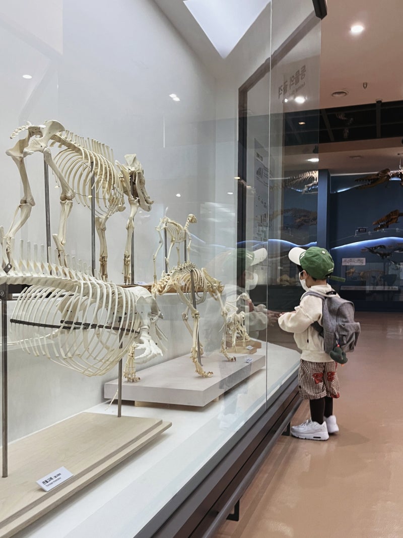 라인 아트 그리기 회색 늑대 색칠하기 책 해골, 잉어 물고기 수채화, 화이트, 손, 단색화 png | PNGWing, image size:800x1067