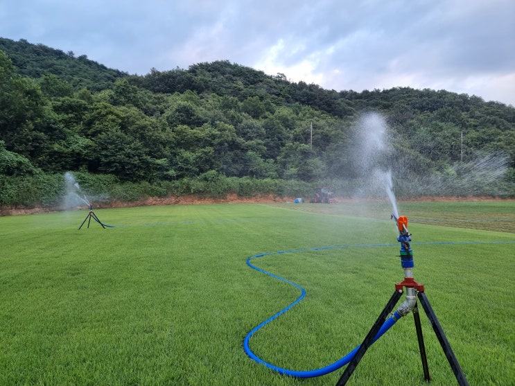  정원 잔디 심기 물 주기는 언제 할까요?(롤잔디 작업)