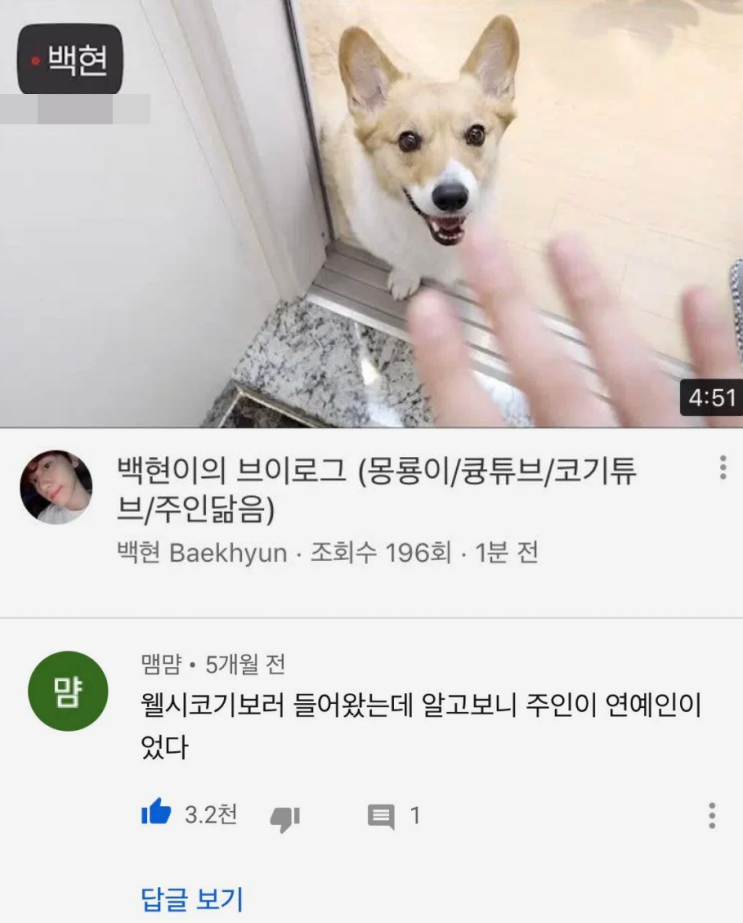 데뷔각 재는 백현 반려견 데뷔각 재는 백현 반려견