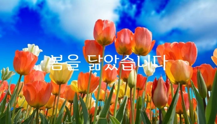  봄을 닮았습니다