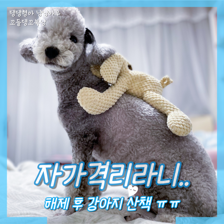  자가격리 해제 후 드디어 강아지 산책 (코로나 괜찮을까?)